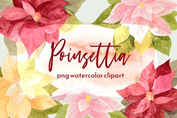 Christmas Poinsettia Watercolor Set for Branding and Packaging